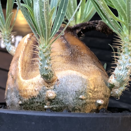 pachypodium gracilius《L size》※現地球株発根済（店主所有株）※360度現地焼け表皮&360度胴吹き枝を持つ唯一無二過ぎる渾身の一株※mad black bowl pot植え