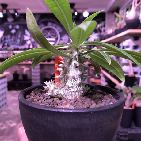 packypodium gracilius  littmon  seed🌱《大きめS size》※大変でっぷりとした生育状態良きリトモン実生グラキ※mad black bowl pot植え※限定1株