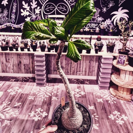 packypodium  decaryi《L size》店主管理9年株 ※mad black pot植え