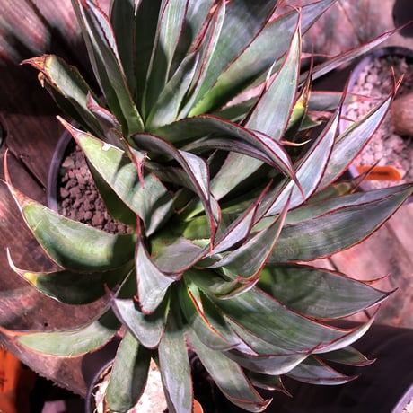 agave    blue glow    " W  hed"《L  size》