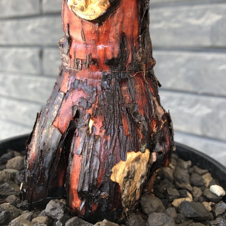 mestoklema  tuberosum《大きめM size》※現地球発根済株※大変朽ちくした表皮に赤肌味強き株元どっしり樹形‼︎希少‼︎冬季も動く唯一無二な灌木※mad black pot植え