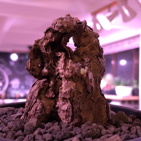 pelargonium triste《L size》※現地球発根済株※店主国内管理3年株※大変朽くした大きなぼってり樹形の選抜激オススメ株‼︎※mad black bowl pot植え
