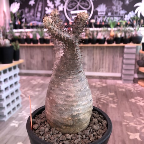 packypodium  gracilius《M  size》※現地球発根済株‼︎※大変balance良き、希少二頭枝グラキリス‼︎オススメ株‼︎※mad black pot植え