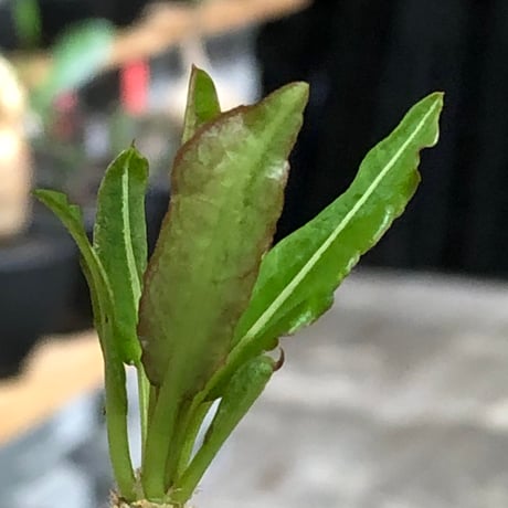 euphorbia cremersii《L size》※現地球株発根済※ぽっこりとまん丸塊根&葉の淵には赤みを持ちギザギザ葉の可愛いCITES1希少種※black pot植え