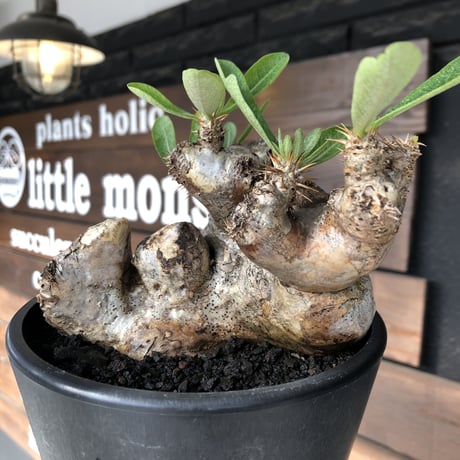 pachypodium brevicalyx《L size》※現地球発根後店主国内管理5年株※美術的interior性高きゴツゴツ肉々しい装いの低重心株※mad black pot植え