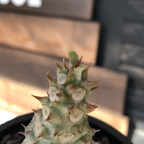 pachypodium windsorii《M size》※選抜littmon seed🌱※weight低き極ぼってり株元な良樹形※mad black pot植え