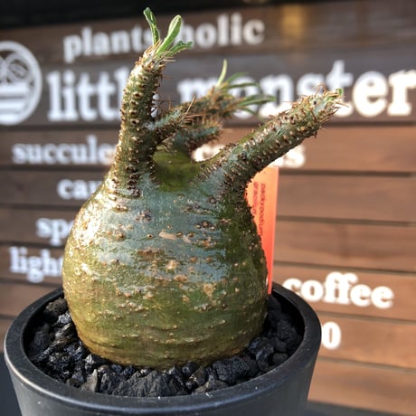 packypodium  gracilius《小さめM size》希少‼︎極green肌※現地球発根済株※店主国内管理4年株※大変ぼってり樹形且つ極green肌株※mad black pot植え