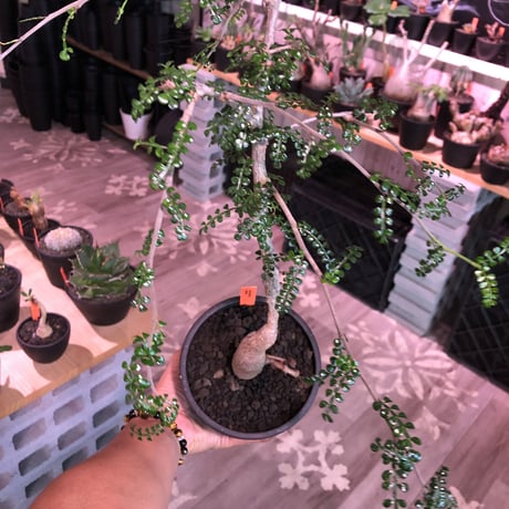 opercullicarya   decaryi  littmon  seed🌱 《6年株》※成長早く例年変化を感じ育てられる上、幹幅もパワータンクも巨大な選抜株※mad  black  pot植え