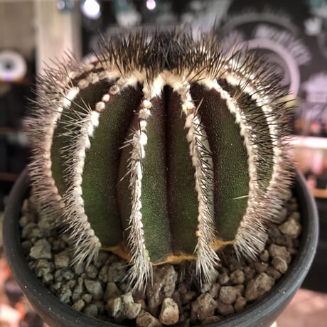 uebelmannia  pectinifera《L size》※店主国内管理18年株※大変bigな360度球体極美株‼︎且つ希少大株‼︎上品な趣高き一株‼︎※mad black bowl pot植え