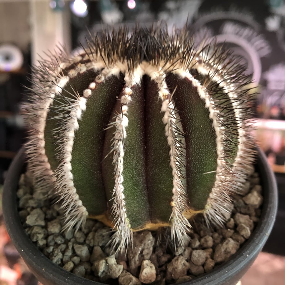 5ef182e5561e171c69e21290