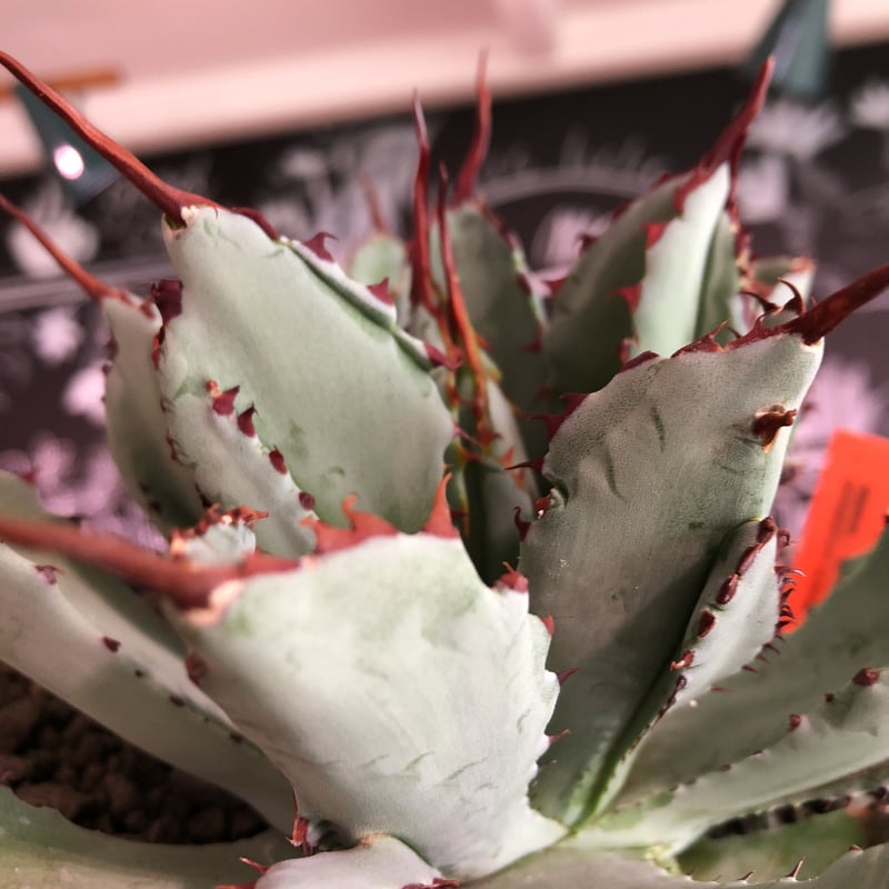 agave cubic《L size》※発根済株※店主国内管理3年株※背中の割れが特徴 ...