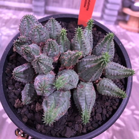 euphorbia    globosa《M size》木質化した群生株‼︎※mad black pot植え