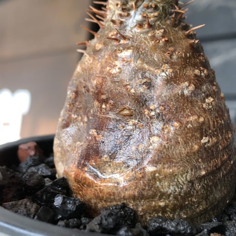 pachypodium gracilius《大きめS size》※希少赤肌&green肌＆球体株※現地球発根後店主国内管理2年株※短枝ツートンカラーが堪らない※mad black pot植え