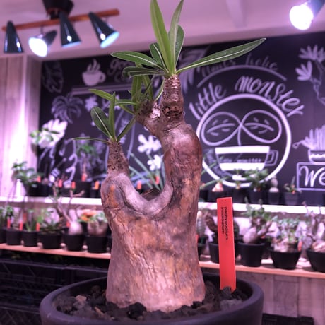 packypodium  inopinatum《小さめM size》※現地球発根済株※美術的レベル高き樹形＆現地焼け表皮且つ細く繊細な葉を持つかわいいイノピ※mad black pot植え