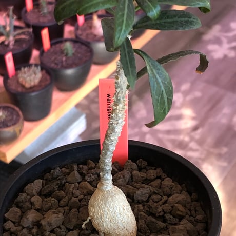 euphorbia waringiae《M size》※現地球株発根済※ぽっこりと丸みある塊根にギザギザ葉が相まって堪らなくかわいい一株※black bowl pot植え
