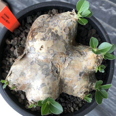 pachypodium brevicaule恵比寿笑い《大きめM size》※現地球発根後店主国内管理3年株※大きめながら纏まった良サイズ感‼︎※mad black bowl pot植え
