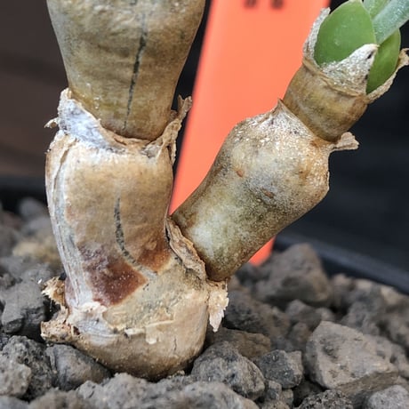monilaria  pisiformis《大きめS size》※現地球発根後店主国内管理3年株※モニラリア属（激希少最上位種）冬型caudex※mad black bowl pot植え
