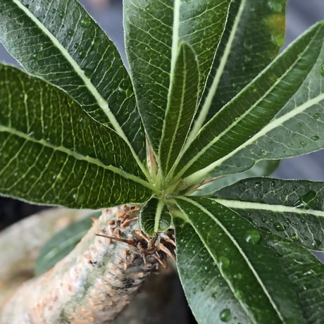 pachypodium gracilius《S size》極green肌&ぼってり樹形※現地球発根後店主国内管理2年株※丸み強く絶妙な捻くれ枝振りも愛くるしい一株※mad black pot植え