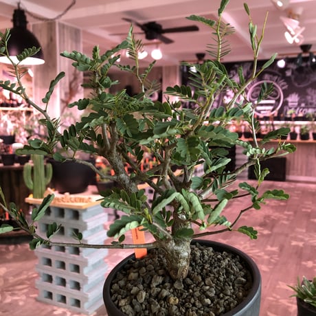 senna  meridionalis《 L size》※現地球発根済株※幹の色が濃くweightがlow仕立てによりコンパクトに纏まった大きめセンナ※mad black bowl pot植え