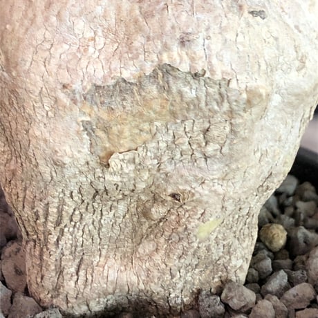raphionacme zeyheri《M size》希少種※現地球発根済株※店主国内管理5年株※希少性も高く、ぼってり樹形且つ白肌が美しい存在感も抜群な一株※mad black pot植え