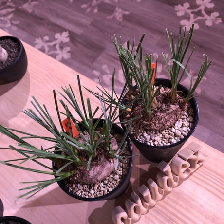 calibanus   hookeri《M size》希少・極美株 　冬にも強く地植えも可能な強靭な株‼︎　限定2株