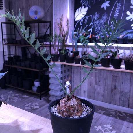 encephalartos   horridus《L size》球体美株‼︎
