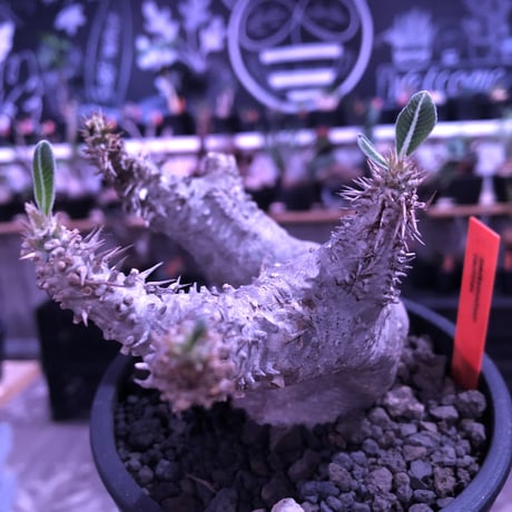packypodium  cactipes《M  size》白肌※現地球発根済株※背中に現地での味わい深い枝折れ傷があり流れるようなbalanceの白肌カクチ※mad black pot植え