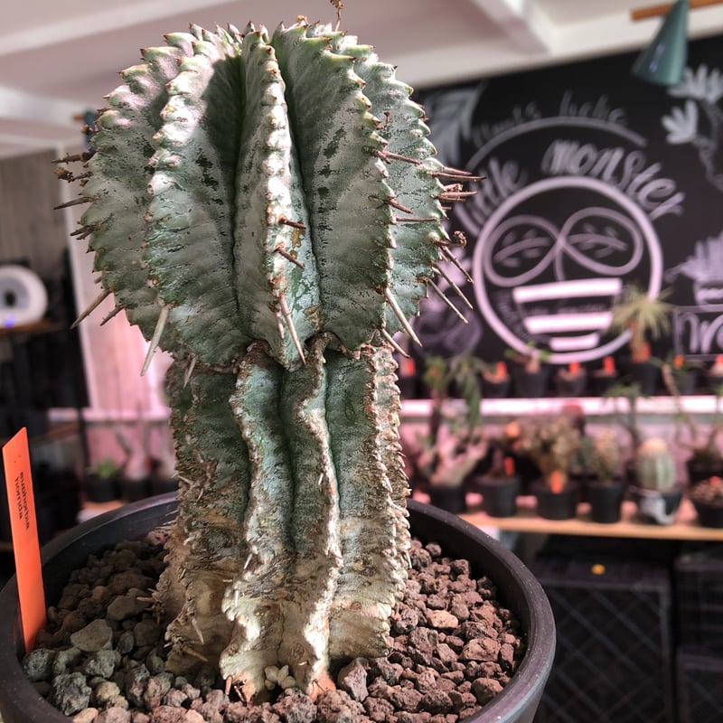 euphorbia horrida《極太M size》※現地球発根済株※大変木質化も euphorbia horrida《極太M size》※現地球発根済株※大変木質化も
