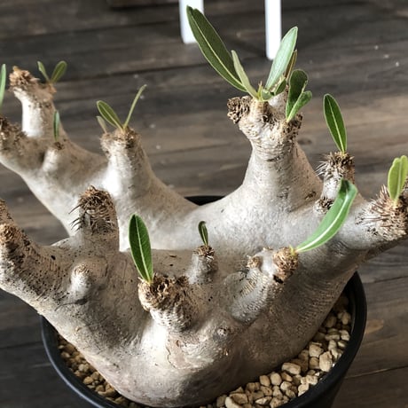packypodium   inopinatum《L size》発根済み株