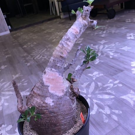 packypodium  saundersii《XXL  size》