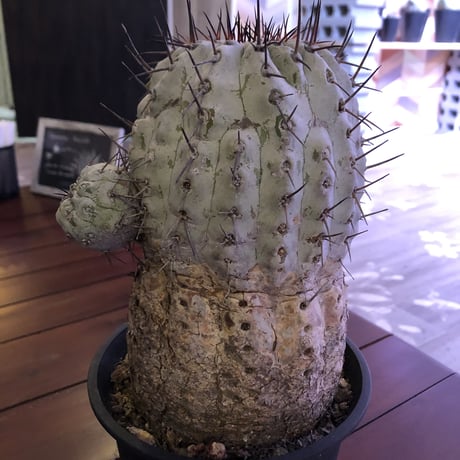 copiapoa  cinerea   黒王丸 《L size》
