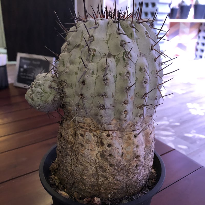copiapoa cinerea 黒王丸 《L size》 | plants holic