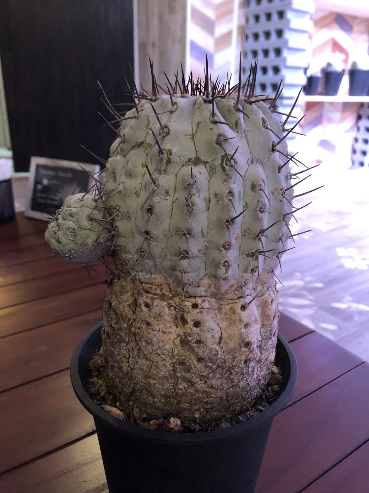 copiapoa cinerea 黒王丸 《L size》 | plants holic...