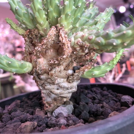 euphorbia  ramiglans《L size》※タコものらしい装い‼︎下部から木質化しwild株‼︎※mad black pot植え