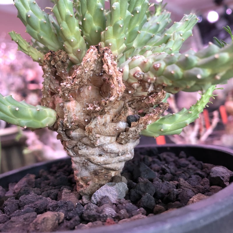 euphorbia ramiglans《L size》※タコものらしい装い‼︎下部から木質化