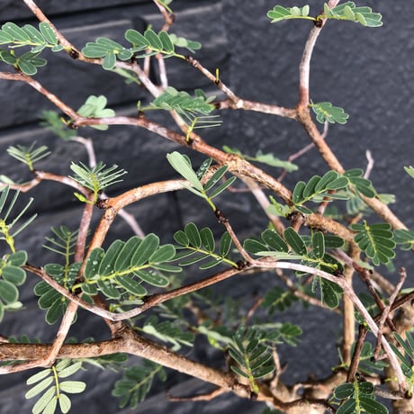 senna  meridionalis《  L L  size》※現地球発根済株※店主国内管理5年株※大変極上のbigセンナ‼︎幹曲がり仕立ての上、幹幅も太く！激オススメ株‼︎※tall pot植え