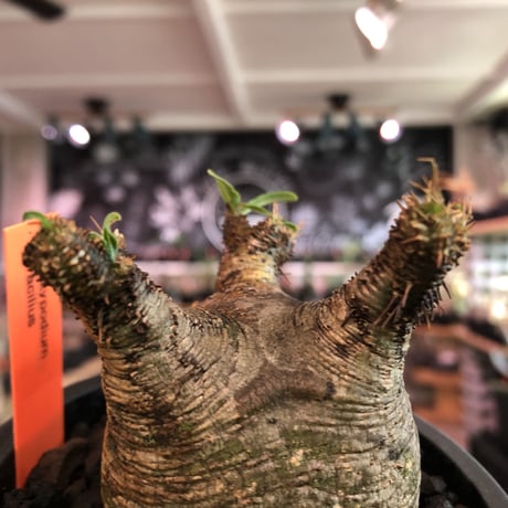 pachypodium  gracilius《大きめS size》※現地球発根済株※店主国内管理2年株※横筋強きwild肌質にぼってり短枝の樹形balance良き一株※mad black pot植え