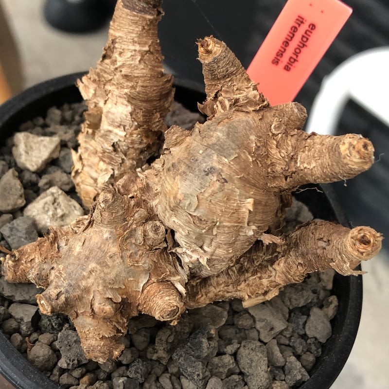 euphorbia itremensis《M size》※現地球株発根済③※極めて良き枝振りを