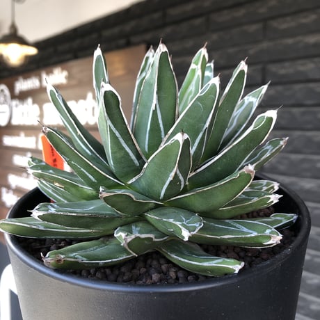 agave  笹の雪《L size》※現地球発根後店主国内管理3年株※big且つ締まり良きbalanceも美しい良樹形※blackプラ鉢植え