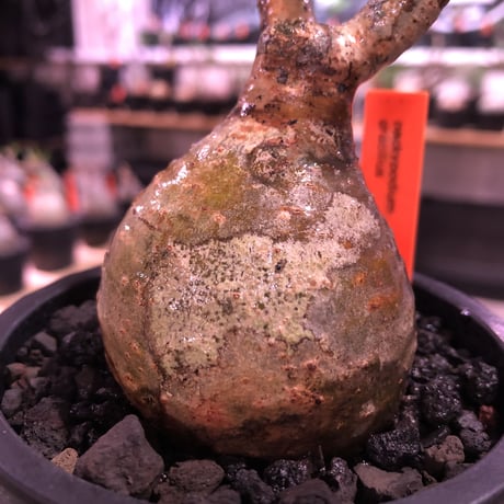 pachypodium  gracilius《大きめS size》球体樹形※現地球発根済株※店主国内管理2年株※特化した表皮柄＆株元まん丸樹形なかわいいグラキ※mad black pot植え