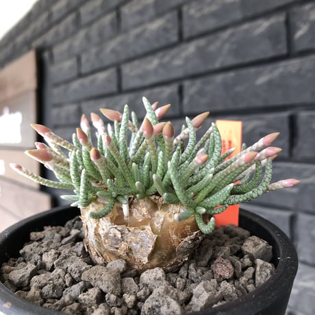 avonia  alstonii《XL size》※現地球発根後店主国内管理13年株※年代物且つ驚愕big株‼︎二度と手に入らないサイズ感‼︎ver.white花※ mad black pot植え
