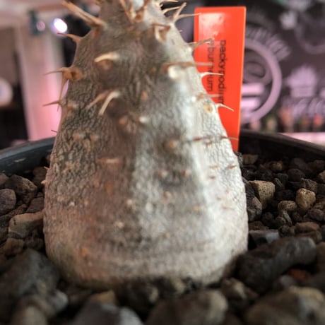 packypodium  eburneum《S size》※現地球発根済株※かわいいサイズ感で個体差としてツル肌の子‼︎輸入株らしい装い‼︎※mad  black  bowl pot植え