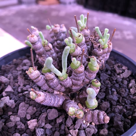 monilaria   moniliformis《M size》希少群生株 ※冬型caudex‼︎　オススメ株　※浅鉢植え