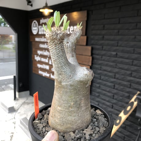 packypodium  inopinatum《M size》発根済み株‼︎  店主管理国内3年株