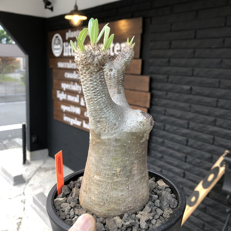 packypodium inopinatum《M size》発根済み株‼︎ 店主管理国内3