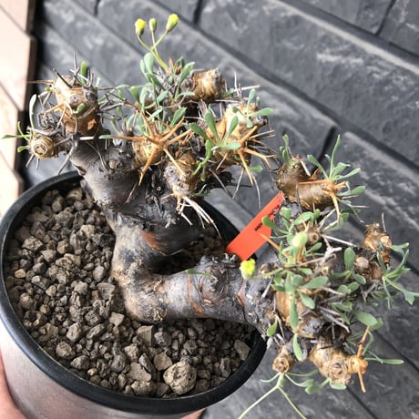 othonna  euphorbioides《L L size》※現地球発根後店主国内管理4年株※大きくどっしり構えの良balance樹形※mad black pot植え