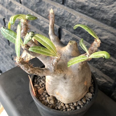 packypodium  gracilius《Ｌsize》※現地球発根済株※愛くるしいでっぷり装いで波打株‼︎短枝でlowなweighedロゼット枝確定株🤩※mad black pot植え