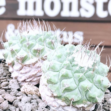 strombocactus 白棘菊水　w-he'd株《M size》激希少‼︎現地球発根後店主国内管理12年株※希少性&美しい樹形balanceな堪らない装い‼︎※mad black pot植え