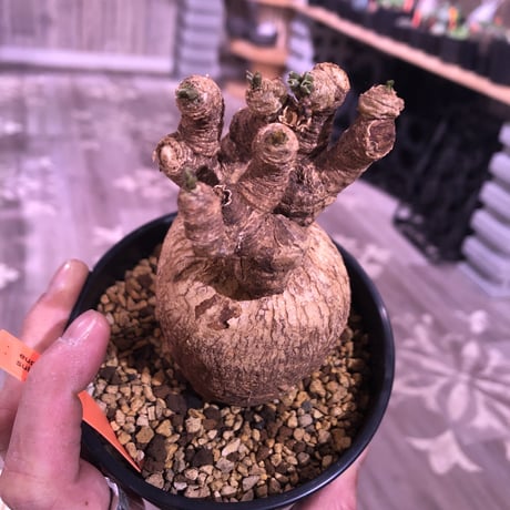 euphorbia   subapoda《M size 》両サイドにある２つの傷が魅力なスバポダ‼︎※限定１株