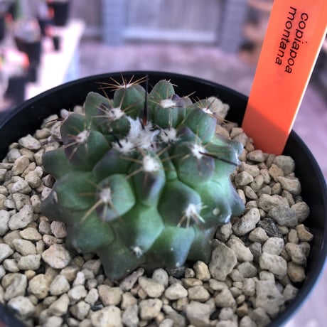 copiapoa   montana《S size》
